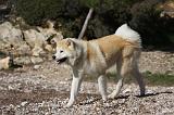 AKITA INU 250